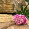 peonyrockacres